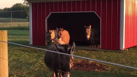 Donkey Morning Braying for Hay