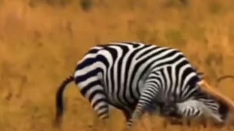 Lion hunting zebra | animal hunting | lion