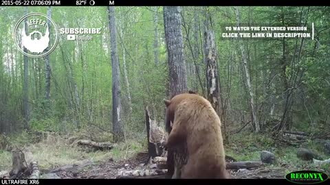 Craziest Bear Fight Ever Caught On Trail Cam!! - HUMANIMAL