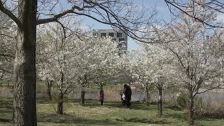 Cherry Blossoms in Chicago Park Charm Visitors