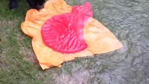 French bulldog pops giant water balloon