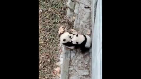 Pandas Play togheter - lovely Animals