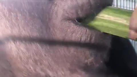 Gorilla eating large cucumber! #gorilla #eating #asmr #satisfying