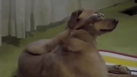 Yogi dog giving yoga classes to his owner 🐶🤣🤣