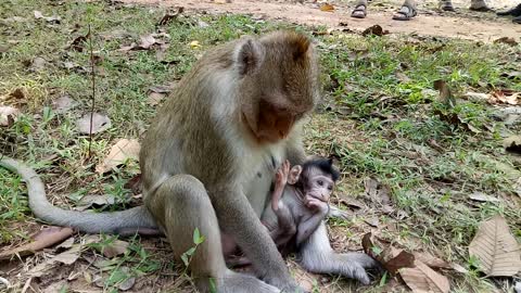 Breaking Heart ! Pity On Baby Monkey Cos Mum Not Breast Her, Baby Hungry #1