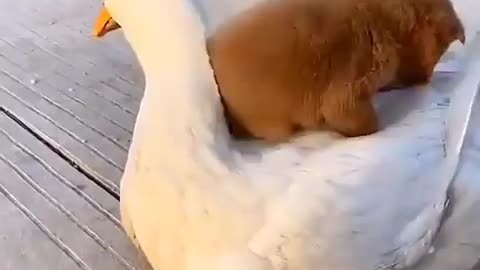 The dog and duck play together