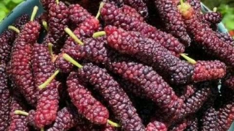 Mulberry Magic: A sweet Treat for All