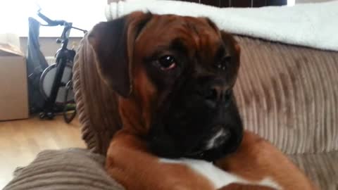 Boxer chills in armchair like a boss