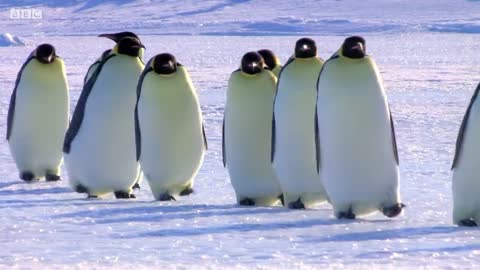 Penguin Races to Feed Her Starving Chick | Snow Chick: A Penguin's Tale | BBC Earth