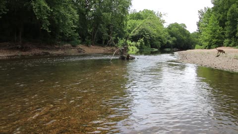 Niangua River at Fiery Fork Conservation Area