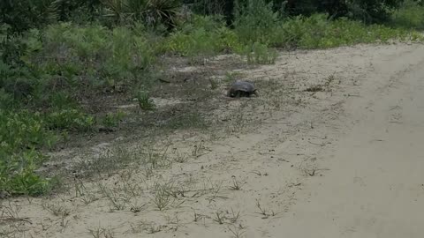 Fighting Gopher tortoises battling it out on the road in Florida