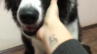 Border Collie giving a handshake