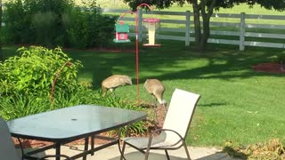 Sandhill Cranes Eating Out Of The Bird Feeder!
