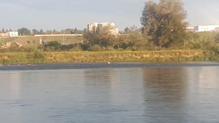 I saw pelicans in Calgary