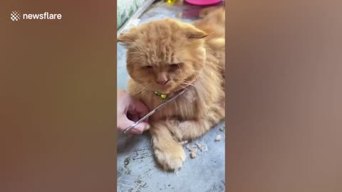 Tabby cat has adorably satisfied reaction while being groomed