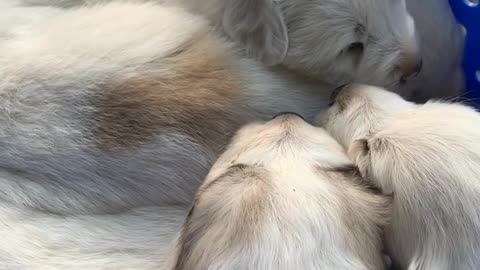 Great Pyrenees Pups at 2wks & My Very First Time 'At Them'~!