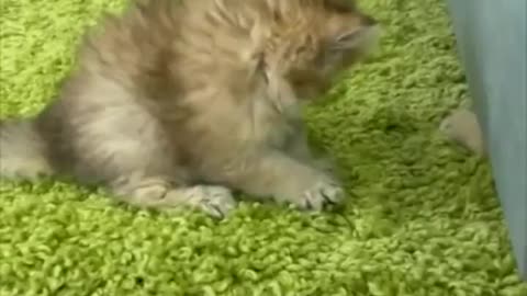 ADORABLE: Cute little kittens playing together