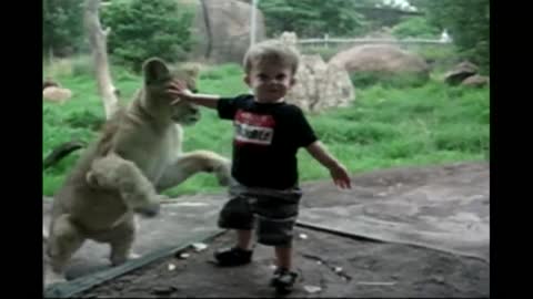 Kids At The Zoo: Compilation