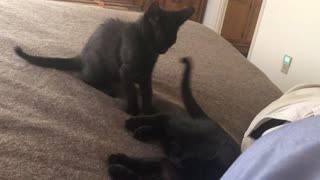 Tiny Kittens Play fighting