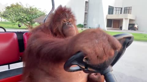 Famous Orangutan driving a car better than people from our neighborhood