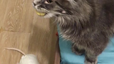 Maine coon Muffin loves potato chips
