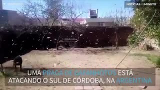 Praga de gafanhotos ataca Argentina