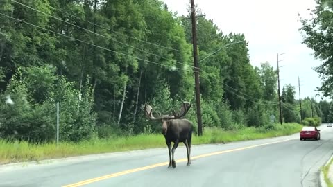 40 Biggest Creatures Ever Spotted on Camera!