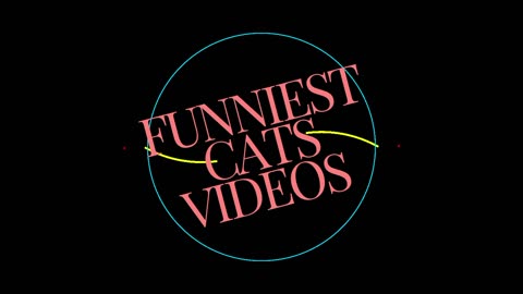 Funniest cats videos