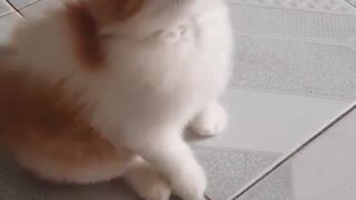 cat playing with cord