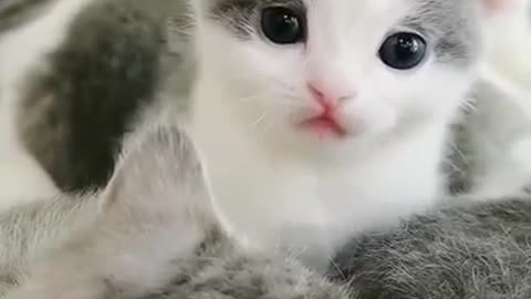 Baby Cats 😍 Cute and Funny Cat Videoa 😻😻