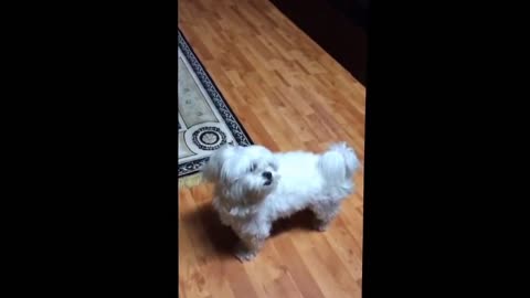 Cute little dog is dancing – Amazing Talent Dog Dance 🐕