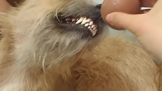 Brown dog grinning at brown ball shoved in face
