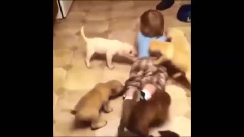 cute puppy playing with child