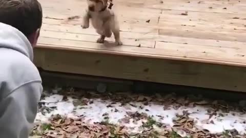 Good boy puppy learn how to jumb towards his owner