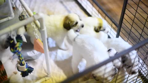 Great Pyrenees Pups Day 24