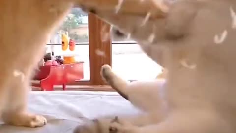 Funny cat