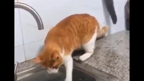 Funny Cats