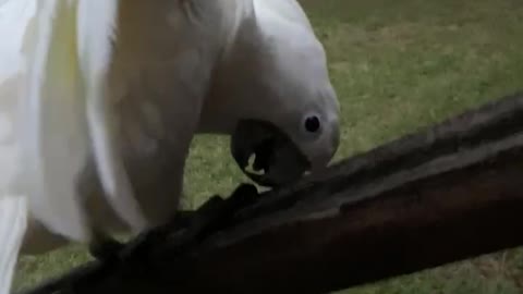 Bella Bird loves playing Peek-a-boo