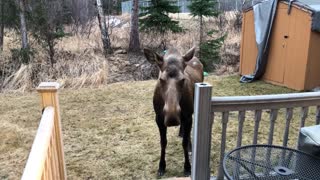 Friendly Moose