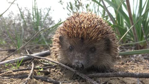 A hedgehog sniffing in the ground