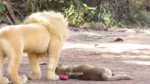 Funny Animals Dog