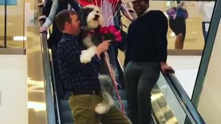 Valentine's balloon dog carried down escalator