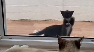 Kitten wants to see mom