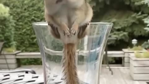 Cute Baby Animal | Funny Animal Video