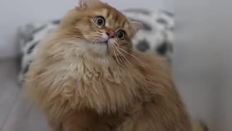 Funny cat, Cute Cat, britsh long hair cat