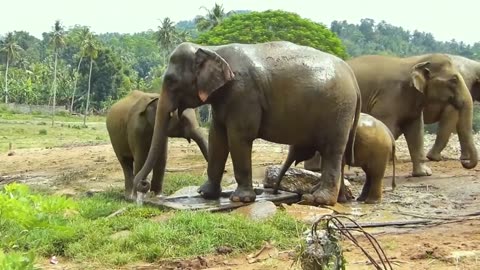 A short video of Asian elephants bathing