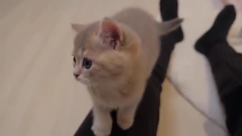 The kitten is so cute that it watches over its owner to make sure it's not in danger.