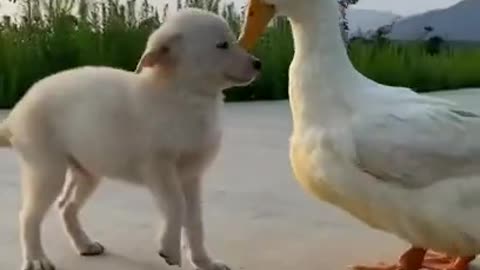 Fight between a cute dog and a duck