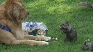 Dog Completely Ignores Squirrels Boldly Eating Nuts In Front Of Him