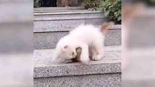 Funny and Cute Cat Playing With Duck